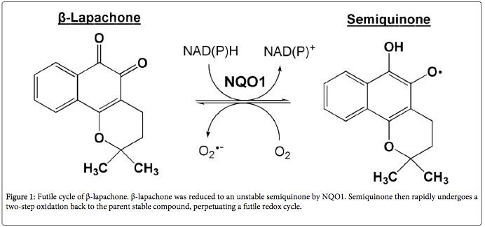 beta-lapachone cycle