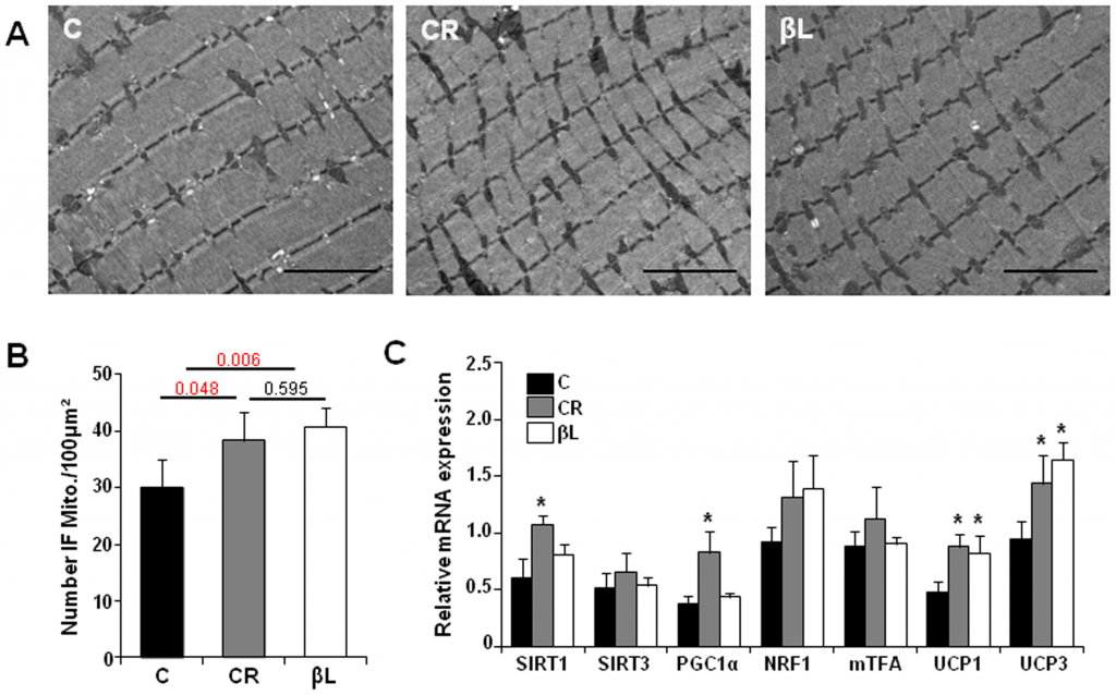 beta-lapachone mitochondria